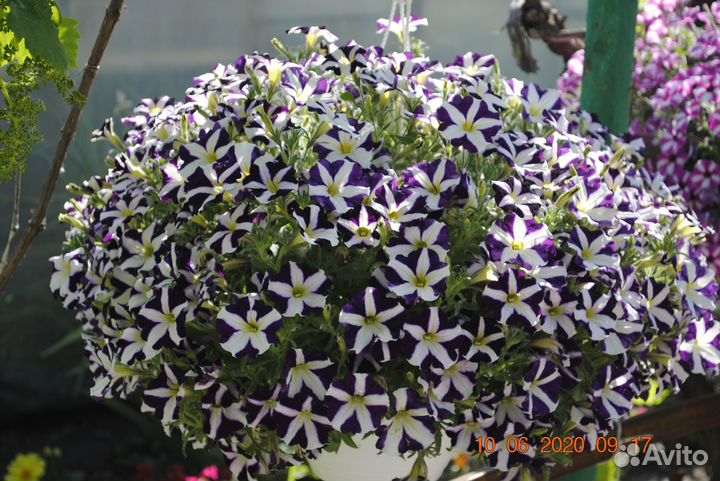 Укорененные черенки петуния, калибрахоа, бакопа