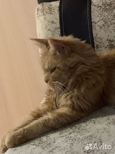 Кошка мейкун 1.5г