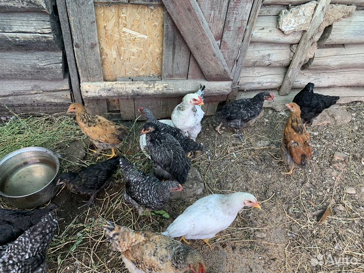 Породистые цыплята, куры, петухи