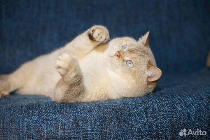 Клубный британец котик