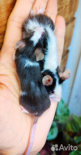 Мыши сатин тан сиамские и голые