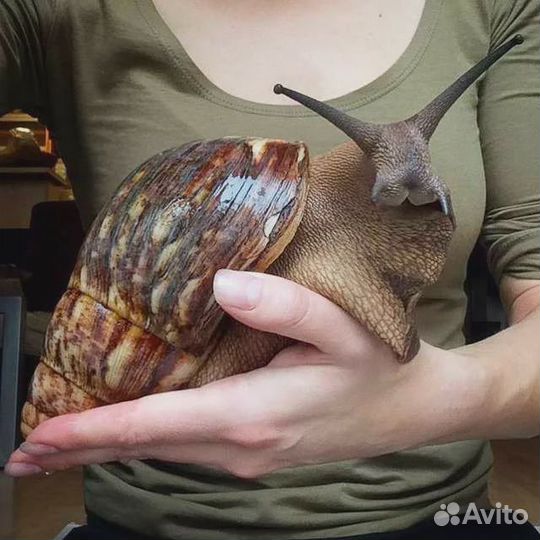 Корм для Ахатин. Корм для аквариумных улиток