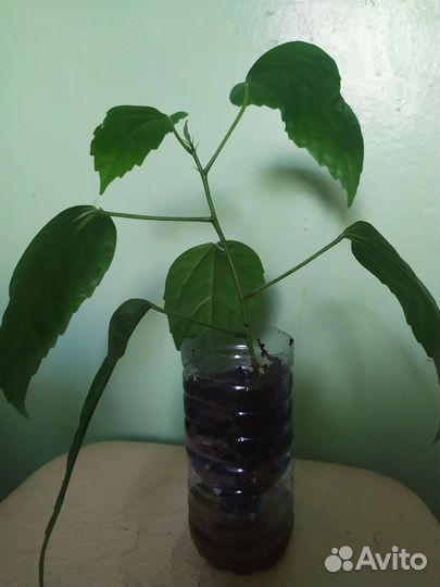 Гибискус махровый