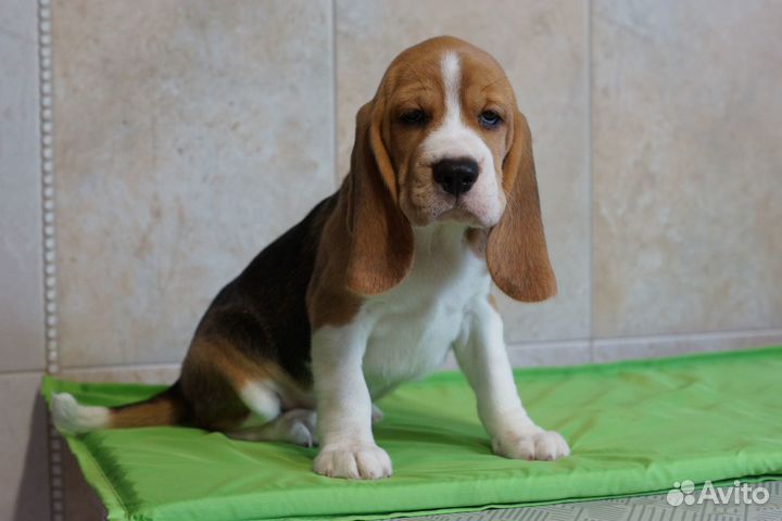 Щенки бигля