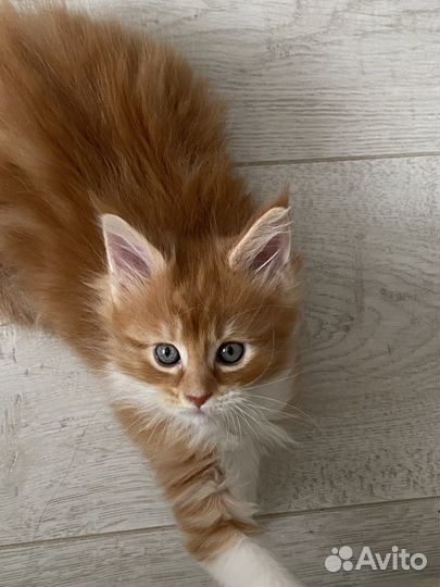 Чистокровные котята породы мейн-кун