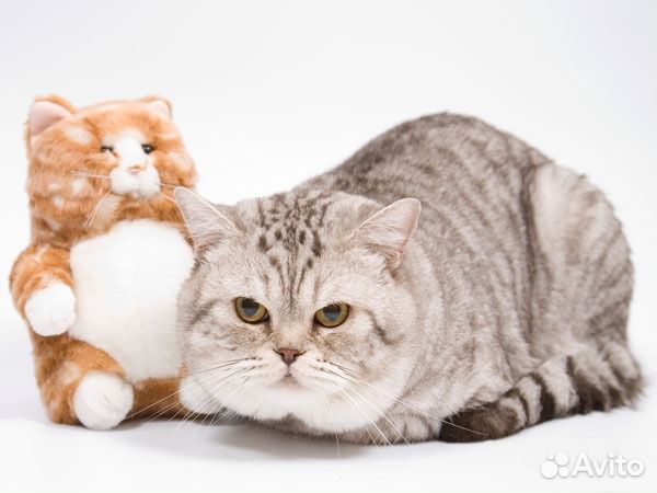 Вязка британский кот