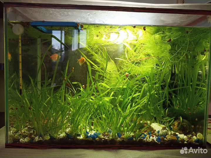 Аквариум