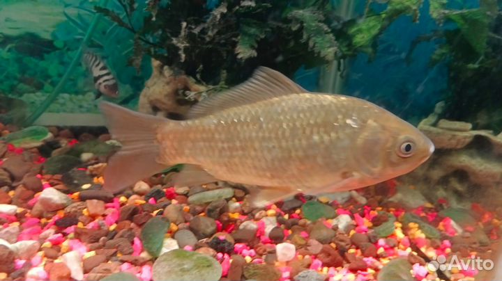 Золотой карась