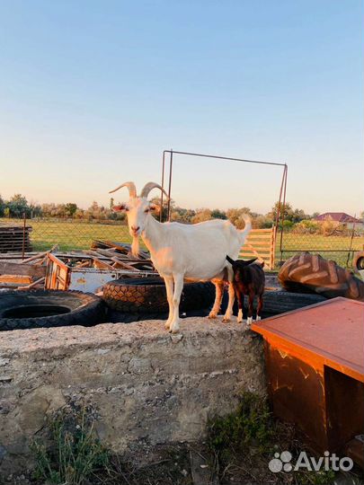 Дойные козы и козлята