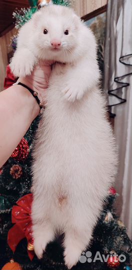 Вязка хорька - экзота (2 мальчика)