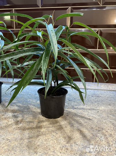 Фикусы разные Бургунди Белиз Тинеке Али