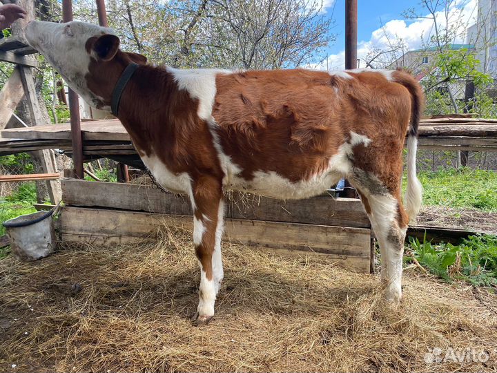 Продается телочка