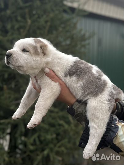 Щенки сао алабай