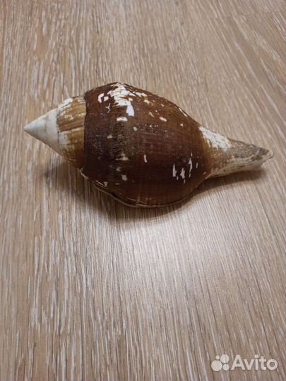 Морская раковина