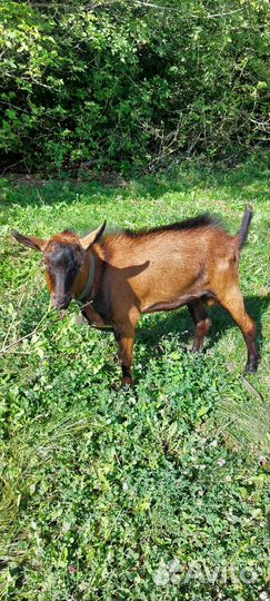 Чешские козы