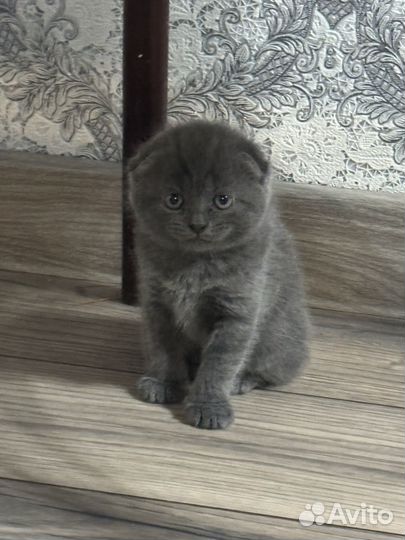 Британские котята