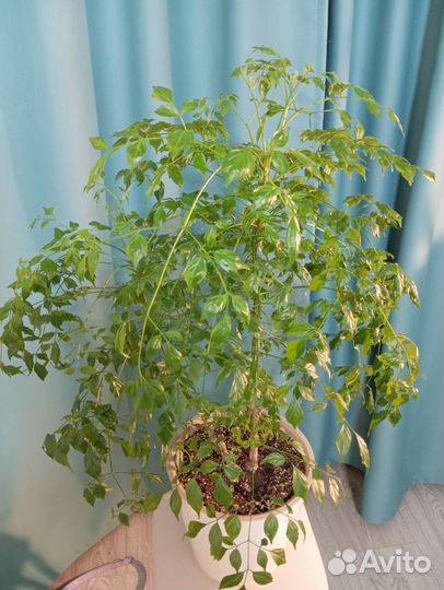 Радермахера