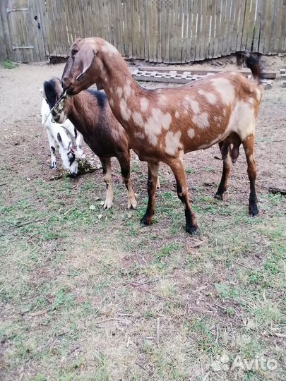 Коза нубийская