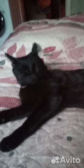 Котик в добрые руки
