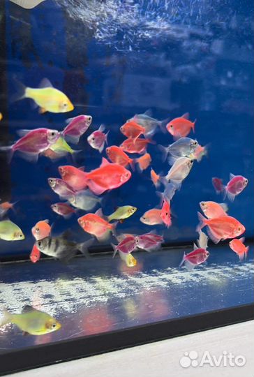 Аквариумные рыбки