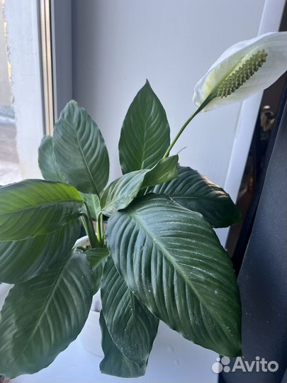 Спатифиллум