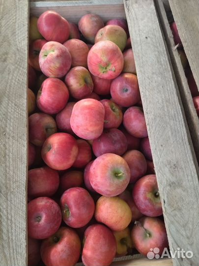 Продам яблоки