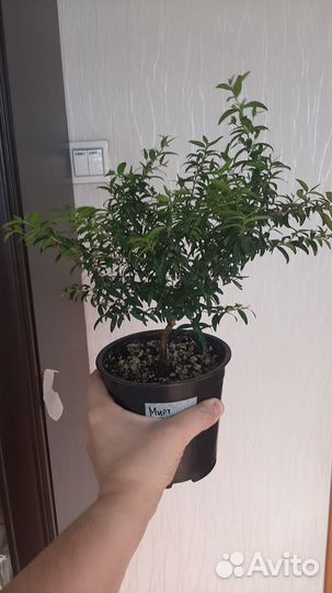 Миртовое дерево