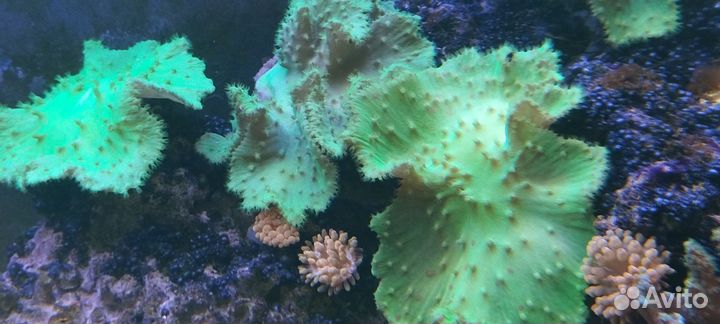 Актинии.морские звёзды, живые камни