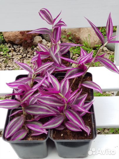 Традесканция пинк парадайз