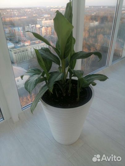 Много цветов