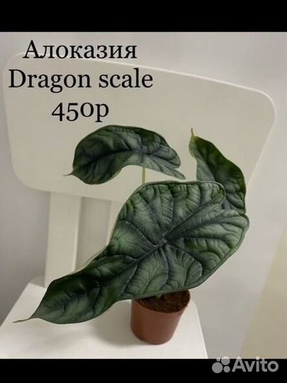Алоказия Dragon scale