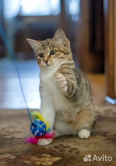 Лея ищет дом