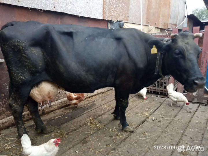 Корова стельная дойная