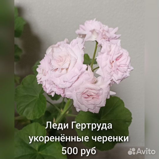 Пеларгония розебудная