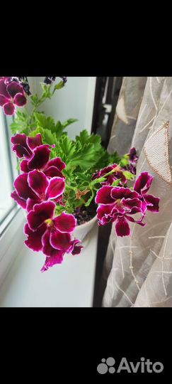 Пеларгония герань