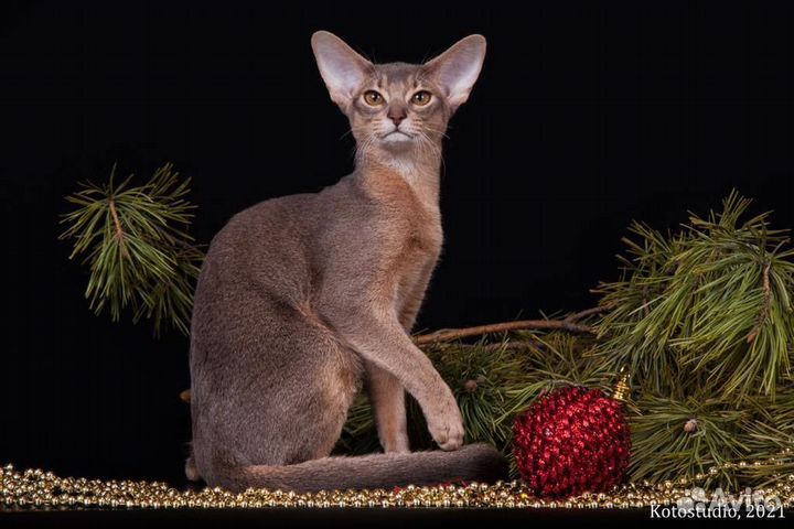 Абиссинская кошка