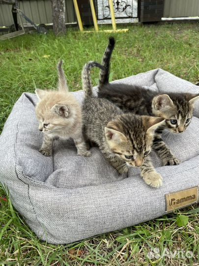 Бенгальская кошка