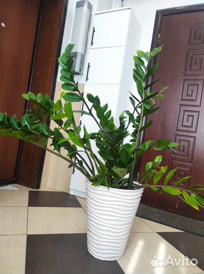 Растение замиокулькас