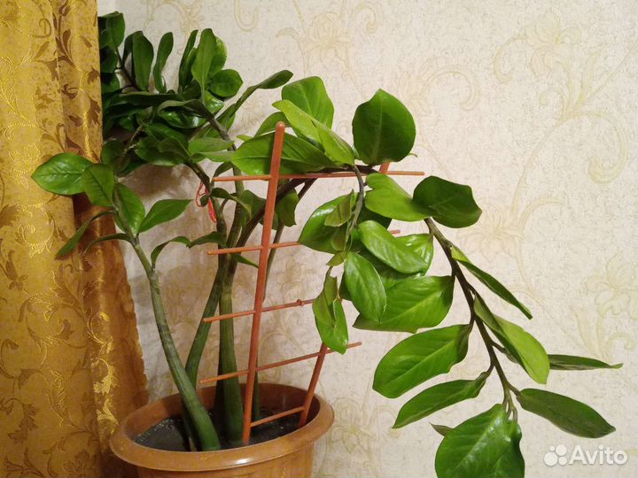 Замиокулькас