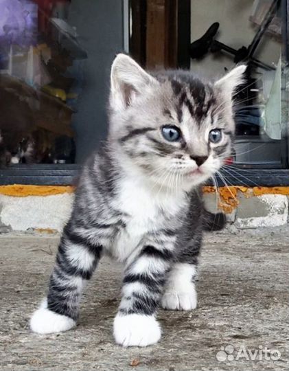 Котята счастье в дом