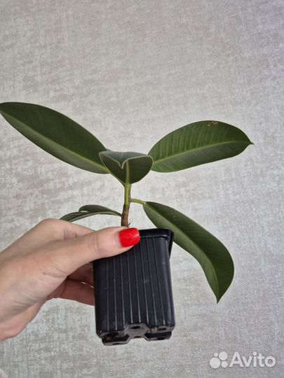 Фикус каучуконосный эластика