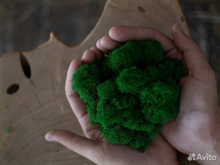 Стабилизированный мох оптом от производителя