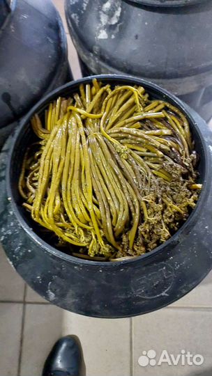 Папаратник сольённая