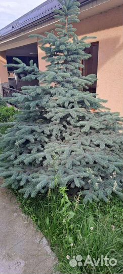 Ель голубая