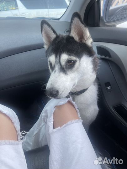 Хаски в добрые руки