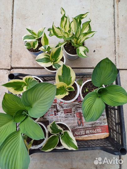 Хосты королевы сада