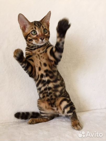 Бенгальская кошечка