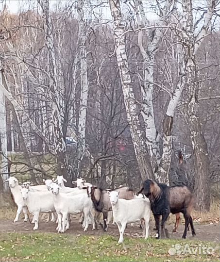Разные козы