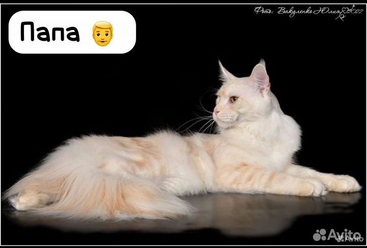 Котята мейн-кун