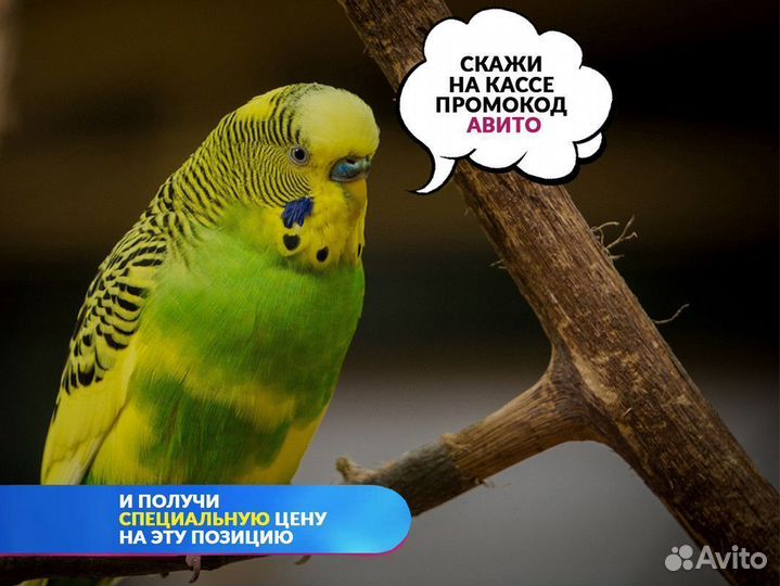 Морская свинка Розеточная